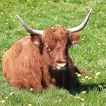 Muenchhausen Apartment *